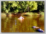 El agua - Tue, 27 Jul 2010 02:11:34 GMT