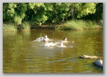 El agua - Tue, 27 Jul 2010 02:11:36 GMT