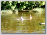 El agua - Tue, 27 Jul 2010 02:11:40 GMT