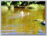 El agua - Tue, 27 Jul 2010 02:11:43 GMT
